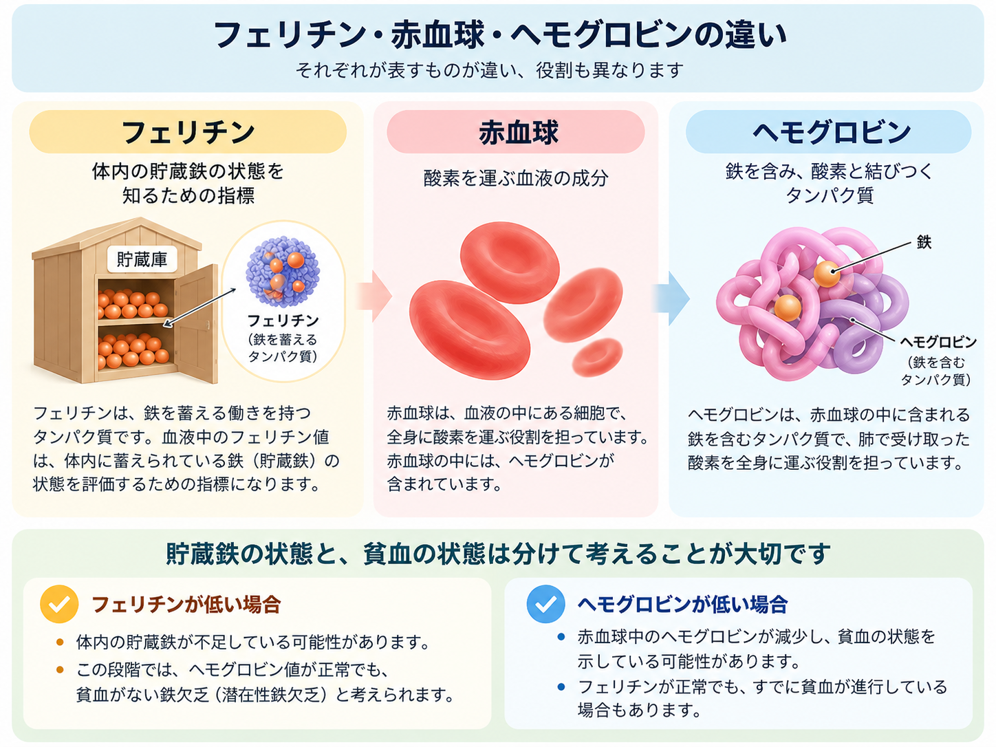 フェリチンは体内の貯蔵鉄の状態を示す指標、赤血球は酸素を運ぶ血液の細胞、ヘモグロビンは赤血球内で酸素と結びつくタンパク質であることを説明した図解
