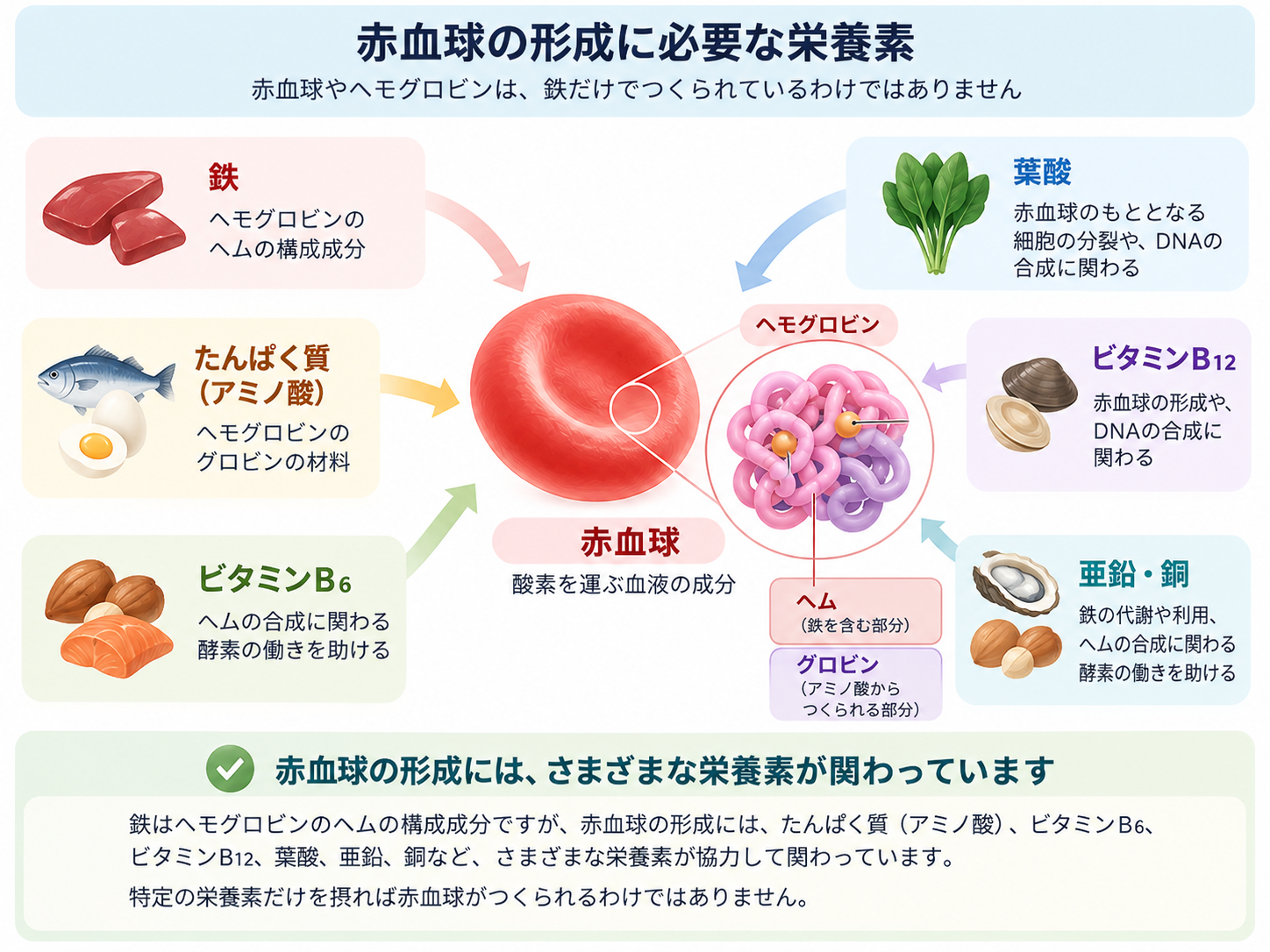 赤血球やヘモグロビンの形成には、鉄だけでなく、タンパク質、ビタミンB6・B12、葉酸、亜鉛、銅などの栄養素が関わることを説明した図解